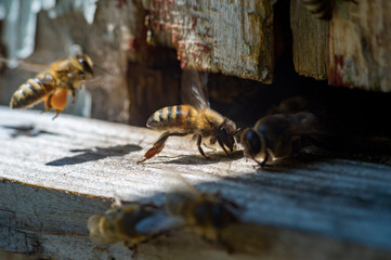 The entrance of an old beehive, closeup. Bees ready to start pollinating plants.