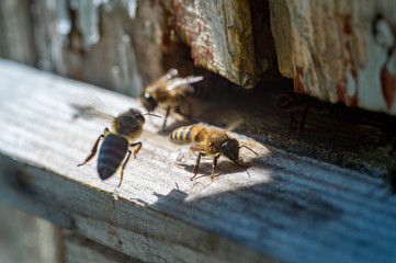 honey bees next to the old beehive close-up.