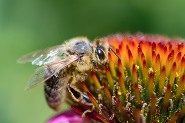Honey Bee pollinating