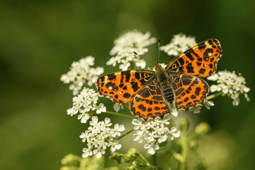 Landkärtchen (Araschnia levana)