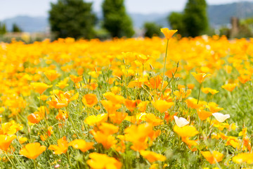 カルフォルニアポピー