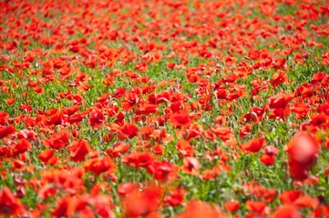 Papavveri in fiore al lago Trasimeno