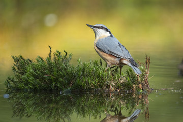 Eurasian Nuthatch, Sitta europaea looks alert and stands in the moss with reflection in the water