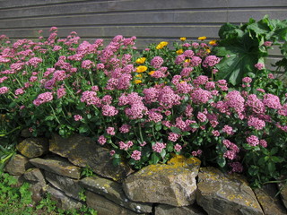 Pink flower in a garden