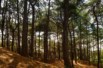 Forest in summer.