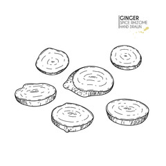 Hand drawn ginger root slices. Vector engraved illustration. Spicy rhizhome vegetable. Food ingredient, aromatherapy, cooking. For cosmetic package design, medicinal herb, treating, healt care.