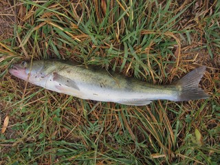 Pikeperch sitting on the grass