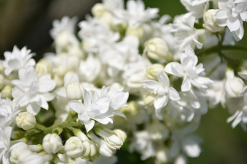 Macro photo of white lilac , shallow focus. White lilac flowers wallpaper.