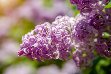 Blooming in may, a pink lilac close-up