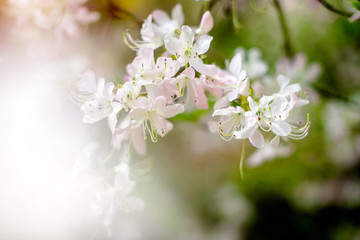 White rhododendron blooms against the background of green grass 