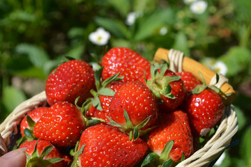 Fresh strawberry in a wicker basket on blooming strawberry field. Garden harvest concept.