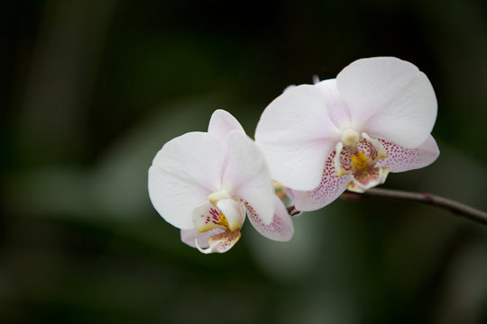 Immagine del modo vegetale: fiore