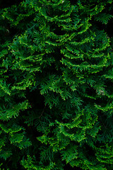 Cypress tree green texture. Organic ecological concept