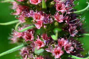 Nahaufnahme eines Diamant-Natternkopfes