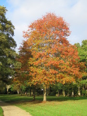 Tree in autumn colours