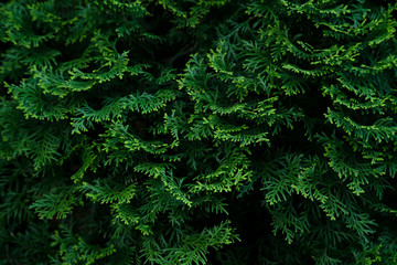 Cypress tree green texture. Organic ecological concept
