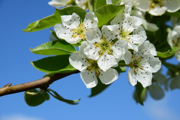 Prächtige Blüten des Birnenbaumes vor blauen Himmel