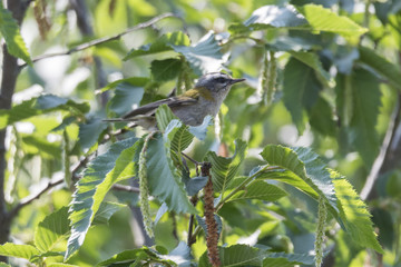 Melodious Warbler bird on tree, Hippolais polyglotta