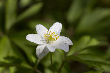 Anemone nemorosa in the sunshine isolated on green.