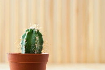 Close-up small young cactus in brown flower pot on light striped wooden background.