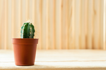 Close-up small cactus in brown flower pot is standing on light wooden rustic table.