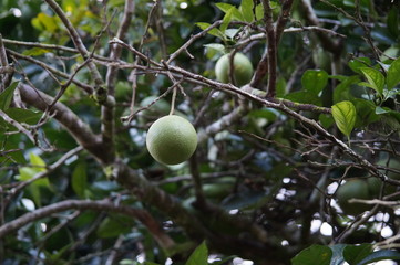 costa rica nut