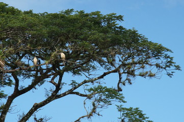 Costa rica hawk