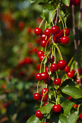 Cherry