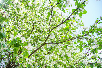 Close up view of blossoming apple tree at the springtime. Natural beauty concept.