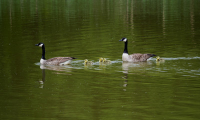 Goose Family On Water