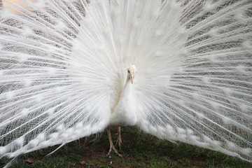 Obraz premium A white peacock at bus station in Budva, Montenegro
