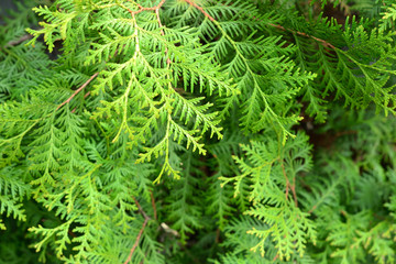 Simple photo of thuja brances with fresh leafs