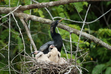 Obraz premium Costa rica snakebird anhinga baby chicks