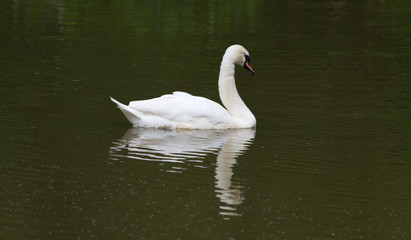 Swan Refelction On Water