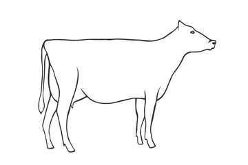 Hand Draw Cow