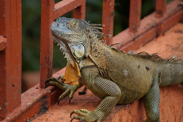 Costa rica iguana