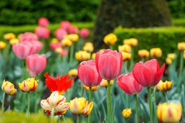 Obraz premium beautiful colored tulips on a field, postcard or greetingcard . tulip lit by sunlight. Soft selective focus, close up, toning.