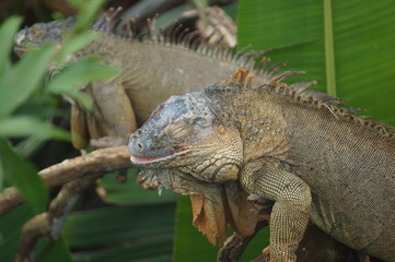 Costa rica iguana
