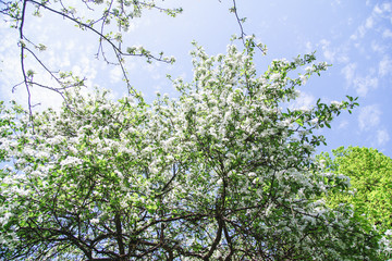 View of blossoming apple tree and bright blue sky at the springtime. Natural beauty concept.