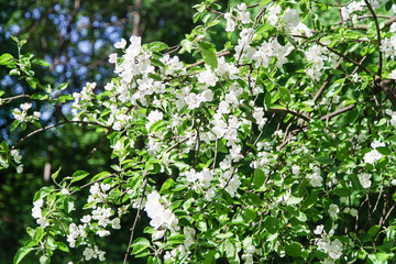 Close up view of blossoming apple tree at the springtime. Natural beauty concept.