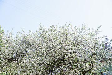 View of blossoming apple tree and bright blue sky at the springtime. Natural beauty concept.