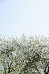 View of blossoming apple tree and bright blue sky at the springtime. Natural beauty concept.