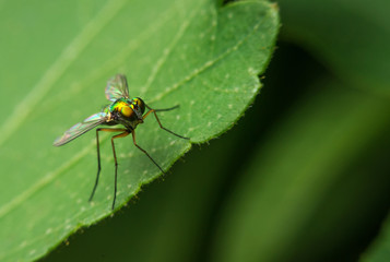 close up fly bug