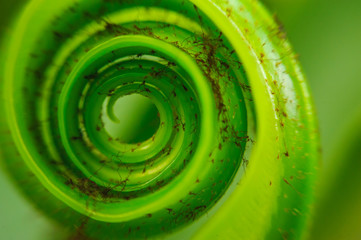 close up spiral growing fresh fern