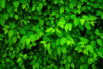 Fototapeta na wymiar Overhead image of fresh green leaves texture