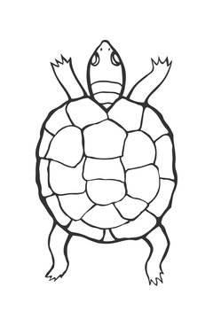 Hand drawn tortoise
