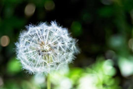 Soft focus of common dandelion flower on a blur background