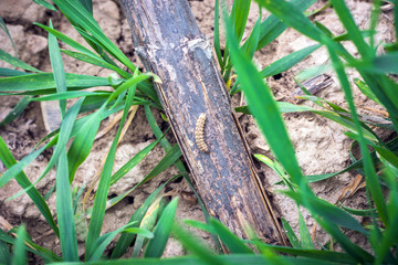caterpillar Noctiinae creeps on sunflower stubble between rows of young wheat