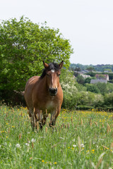 Cheval de trait belge