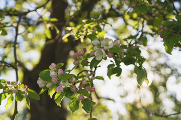 blossoming apple tree in a garben on a sunny summer day